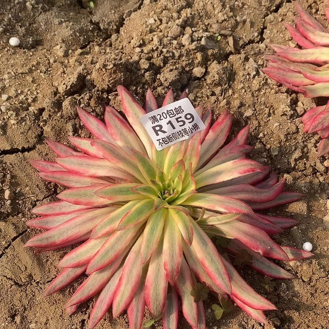 159朱雀多肉法师锦