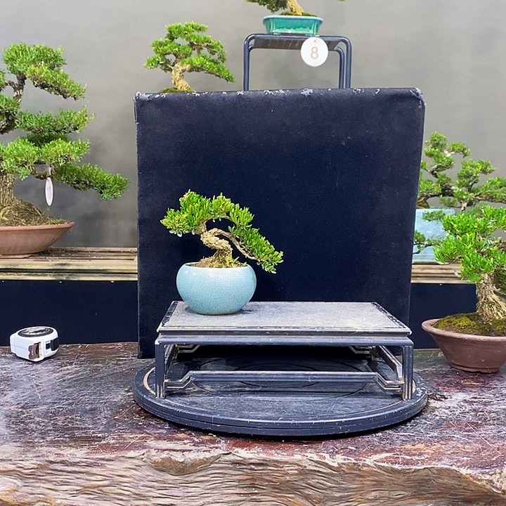 无花朵M黄杨盆景四季常青