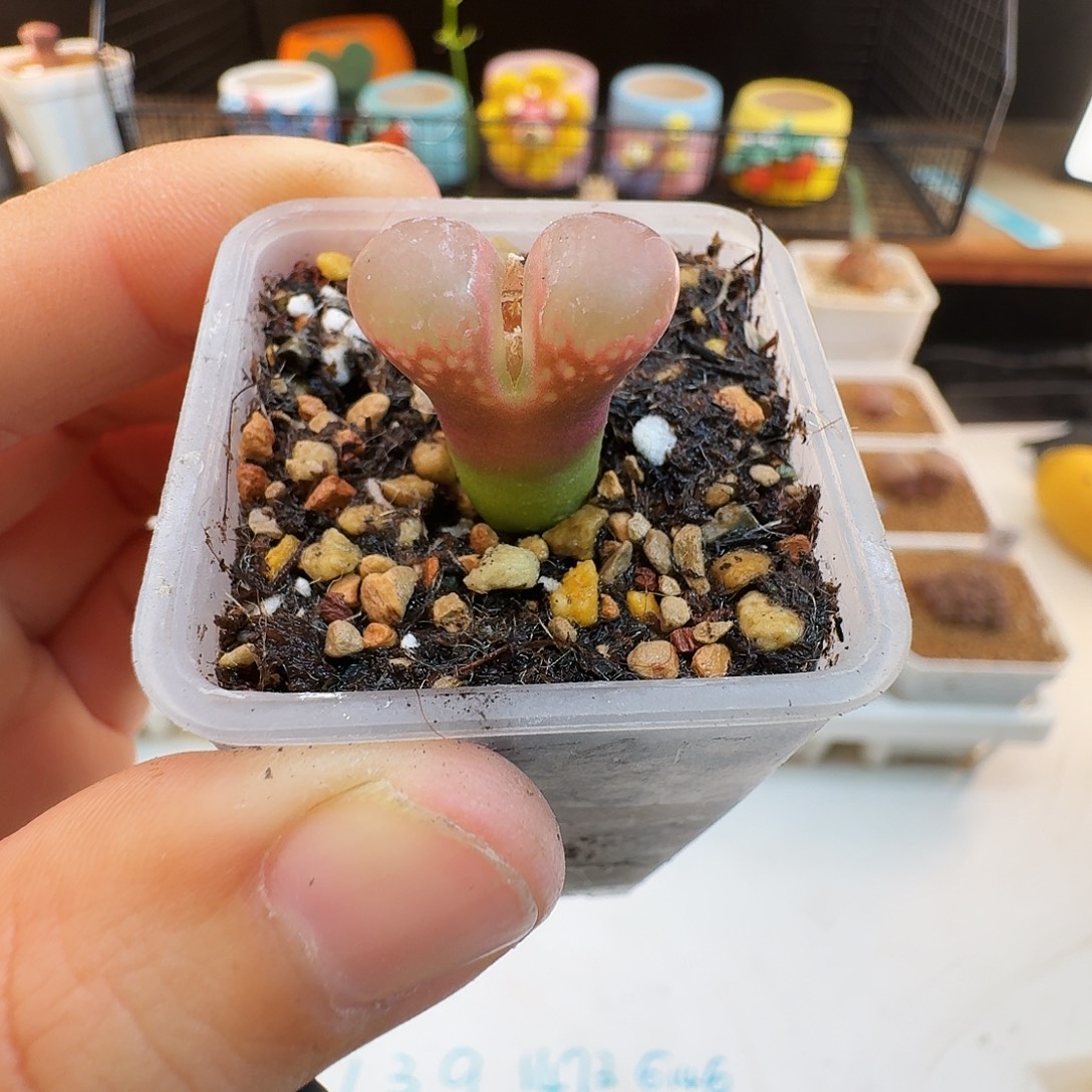 多肉植物福利肉锥860