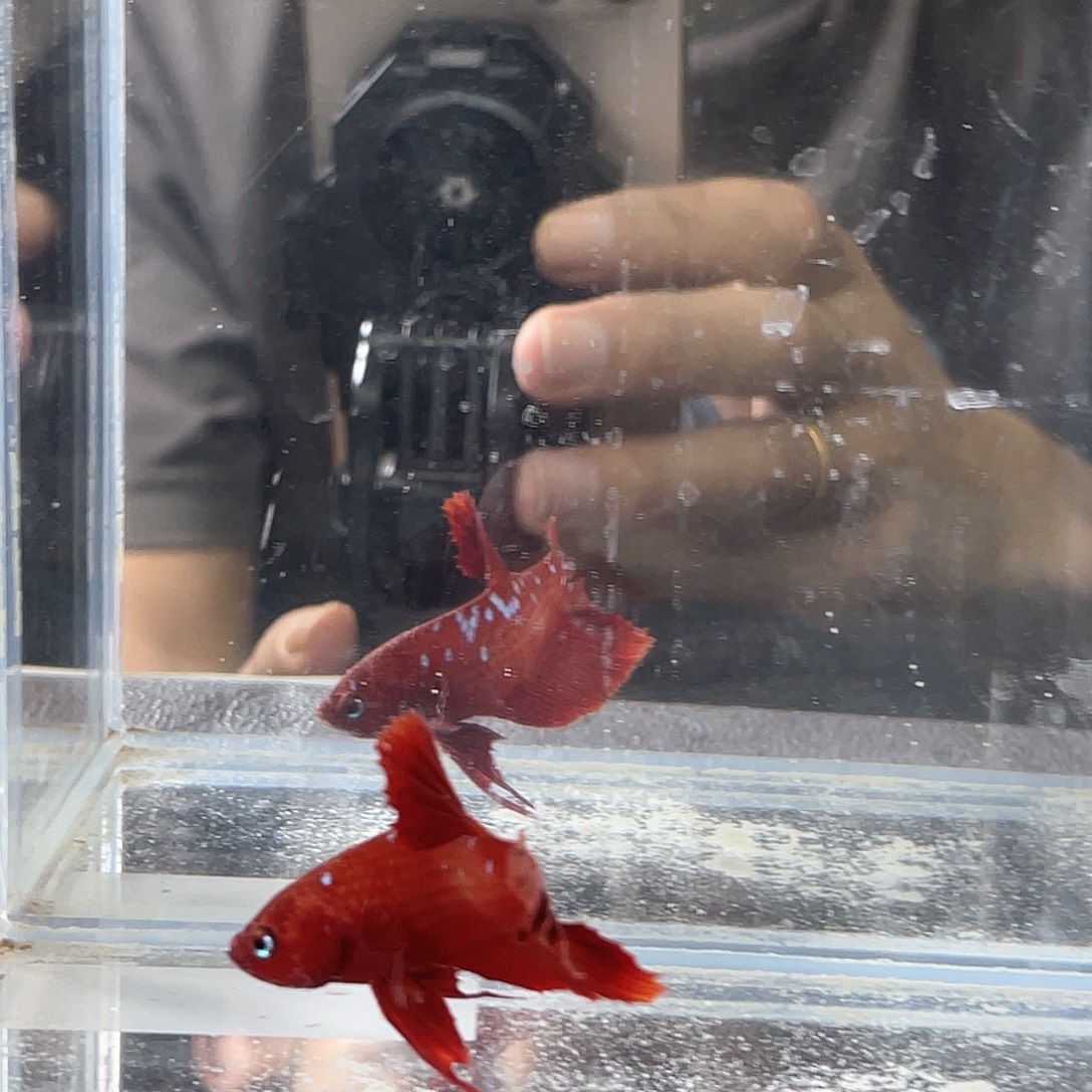 斗鱼斗鱼包邮偏远地区除外14