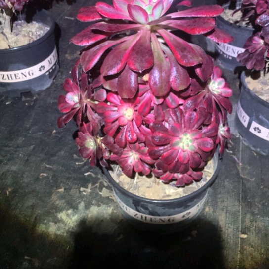 用**夏多肉植物香554多肉