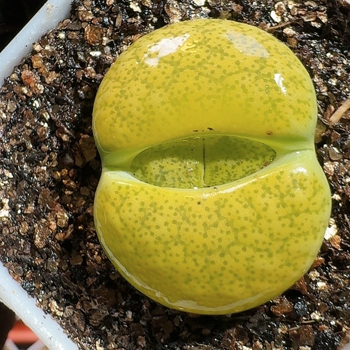 生石花115544。 227