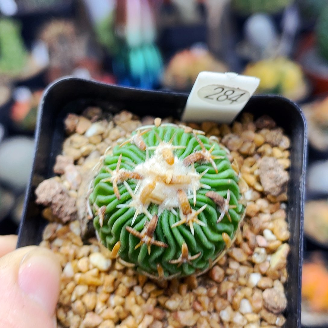 非偏远地区满25包邮仙人球