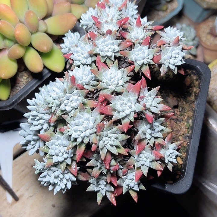 小鹿多肉一物一拍白菊