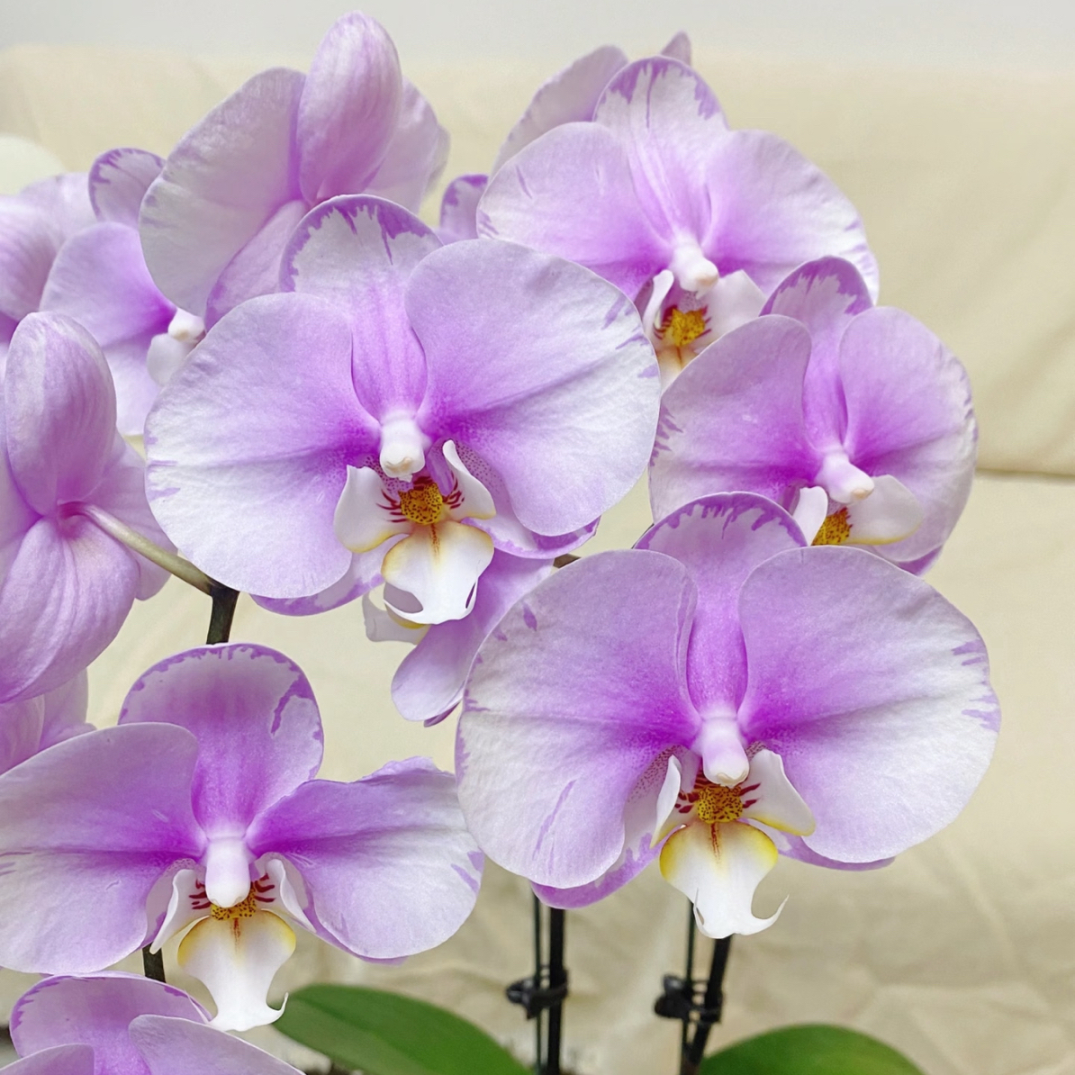 【闪电安娜】出花剑苗 蝴蝶兰  3.5寸杯  双剑 返祖变异不售后