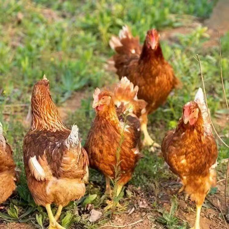 5只海兰褐 农村散养鸡肉质丝滑新鲜美味