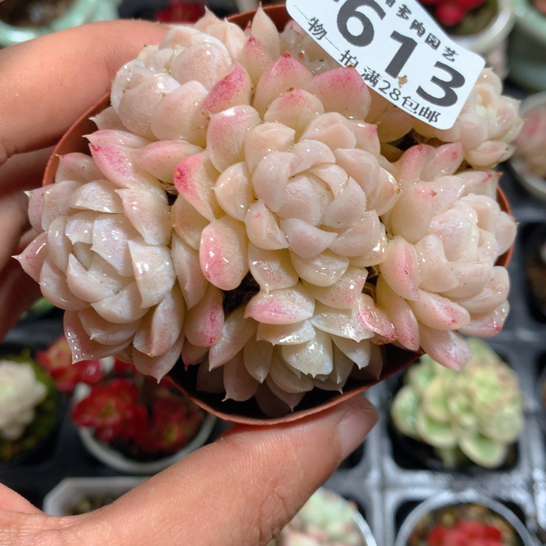 5CM拇指盆精控多肉ZB613