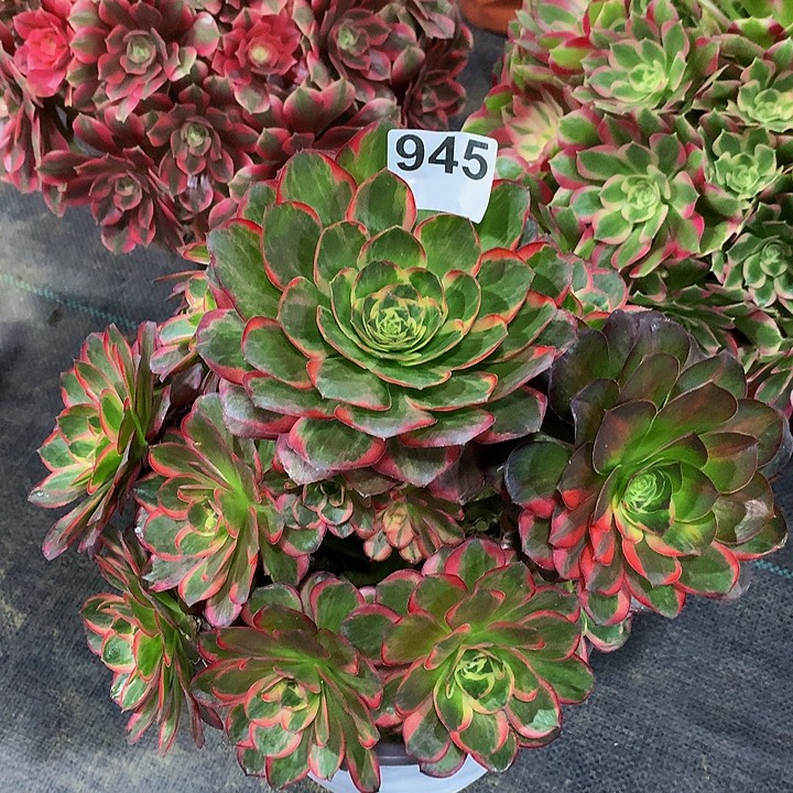 法师魅惑945000000