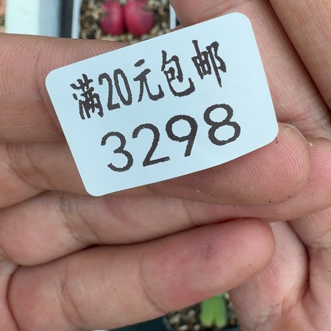 彩****端3298。饼。毛将。鸽子蛋