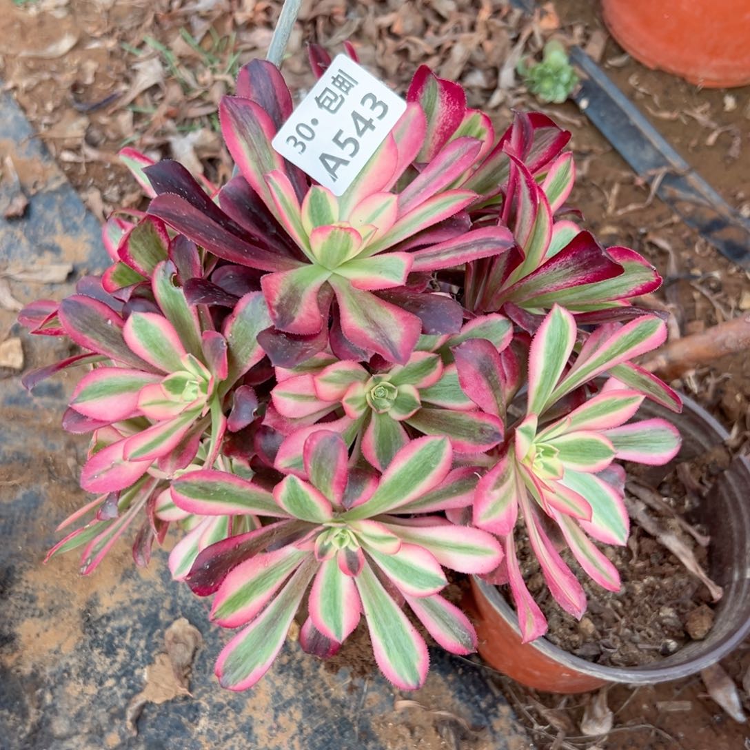 z***乐543 多肉法师不包侧枝