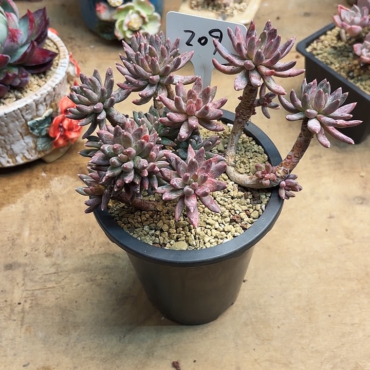 多肉植物，炫彩星209号