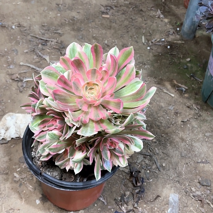 多肉植物不知明法师66