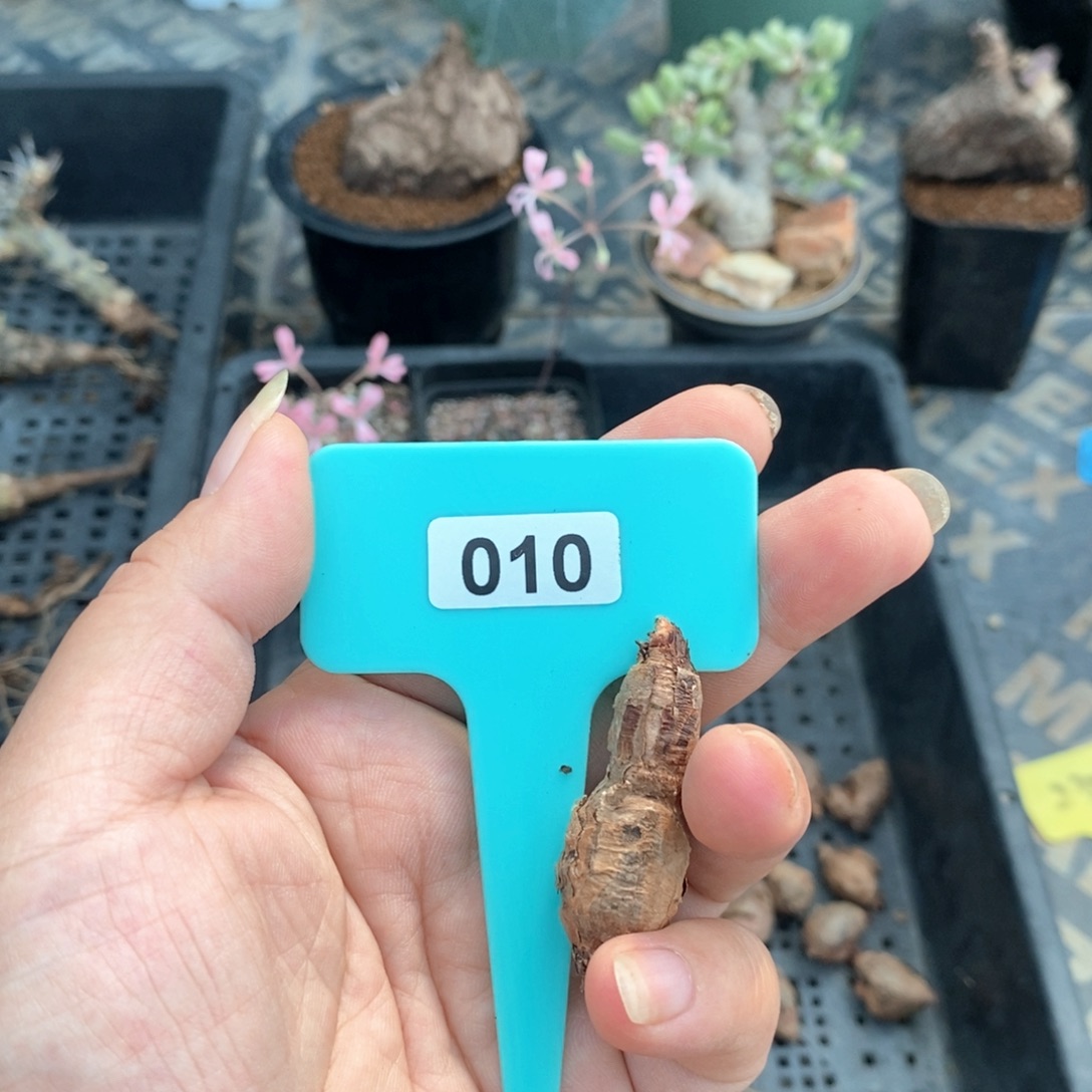 肾叶杨奎产地多肉植物
