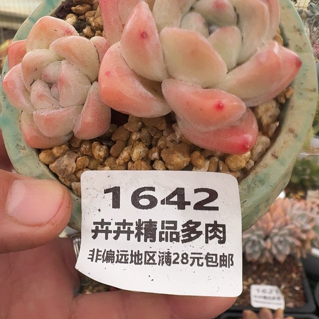1642 卉卉精品多肉 非偏远地区满28元包邮