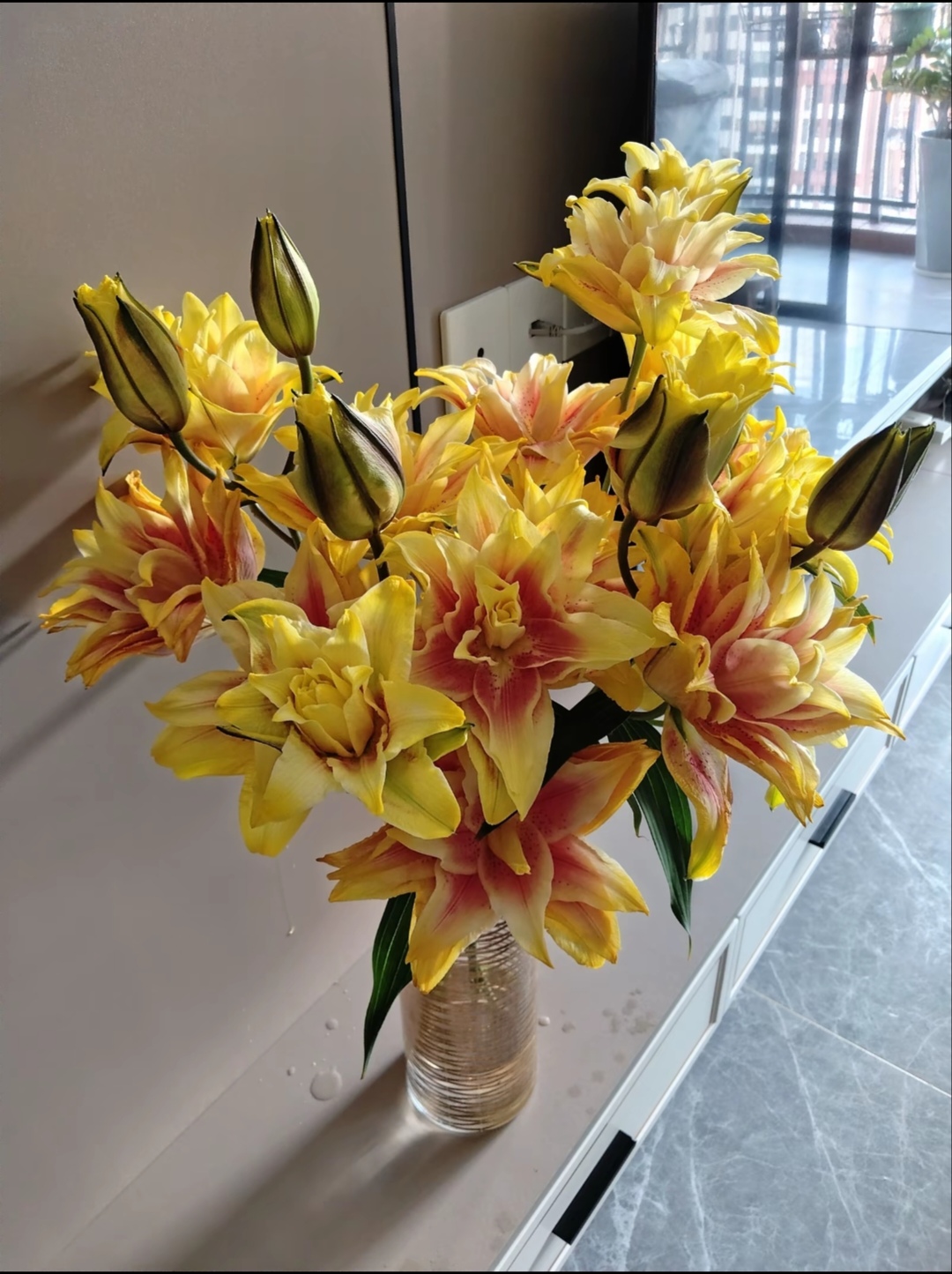 多头流金岁月吸色重瓣百合 【实物以直播为准】