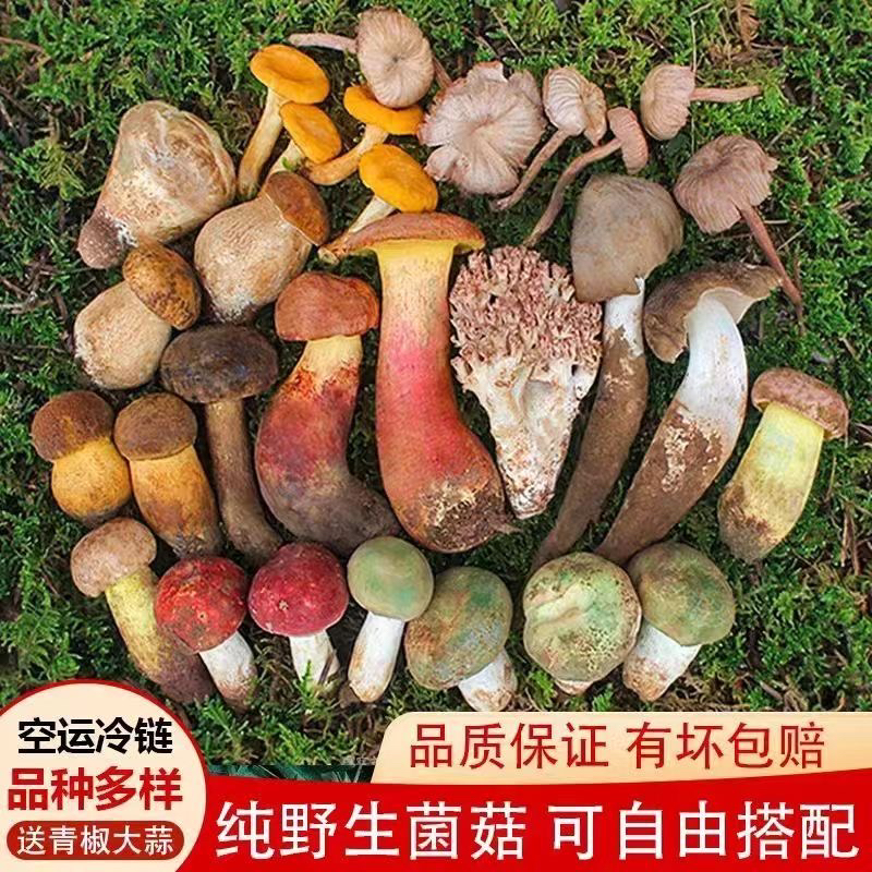云南野生一物一拍专属链接（统货发货，不售后，介意勿拍）