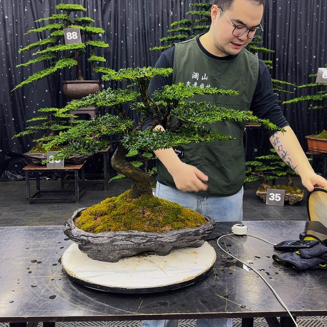 罗汉松高端造型盆景