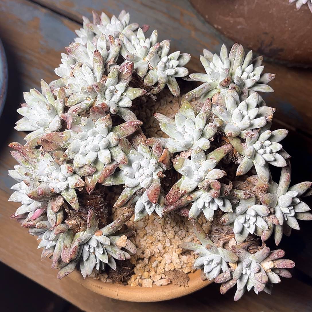 丸叶花朵白姆老桩