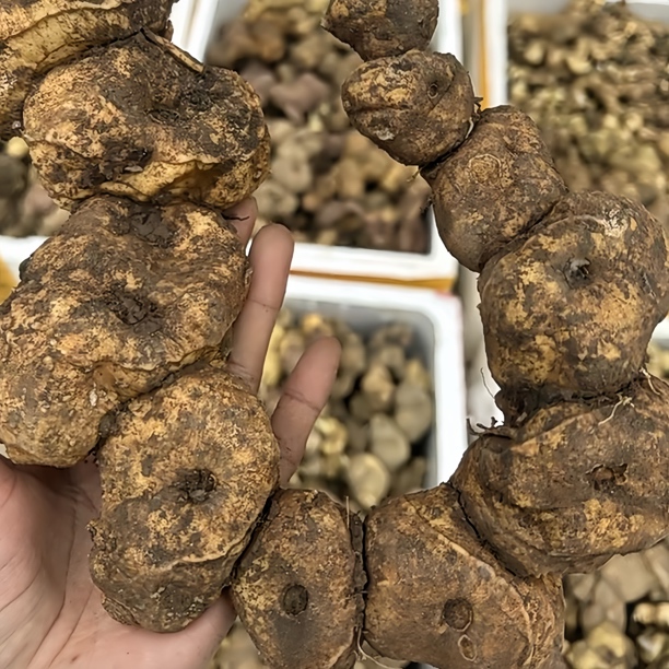 深山新鲜鸡头精老虎姜可煲汤泡酒包邮