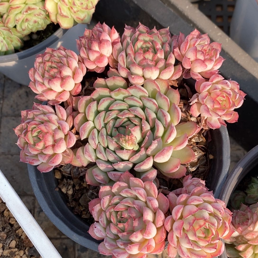 精品多肉一物一拍不包整619