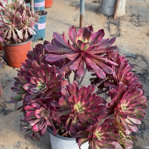 红金刚多肉植物021