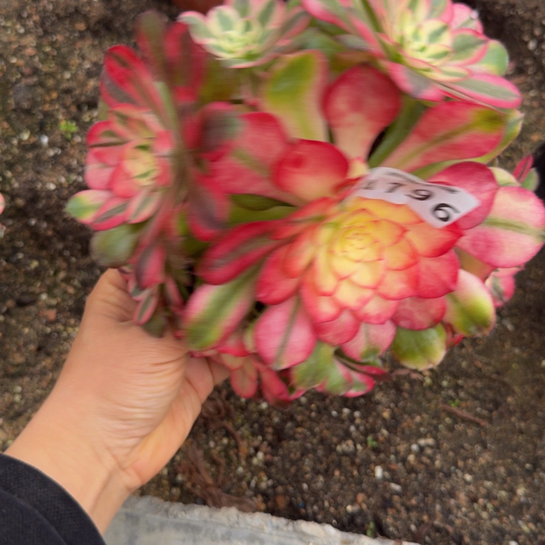 196荔枝。多肉植物