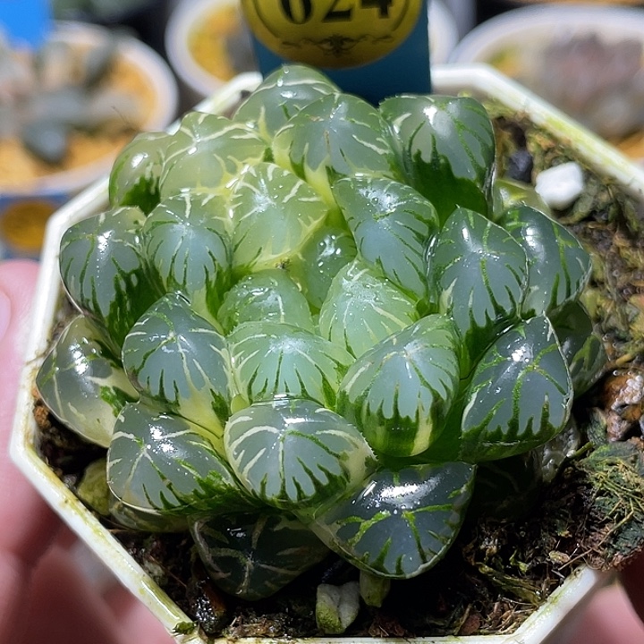 624卜卜紫锦母本级别