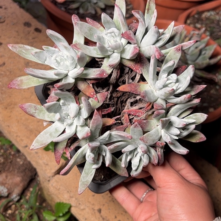 826哈哈哈哈哈哈哈哈