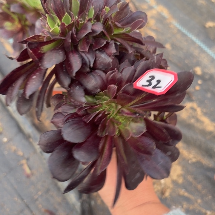 只**蒜一物一拍欧若拉缀化有砍32