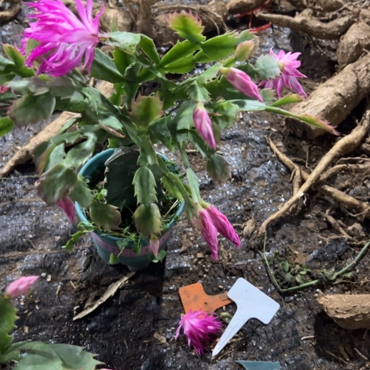 梦***想88号荷花妹妹，送保温棉