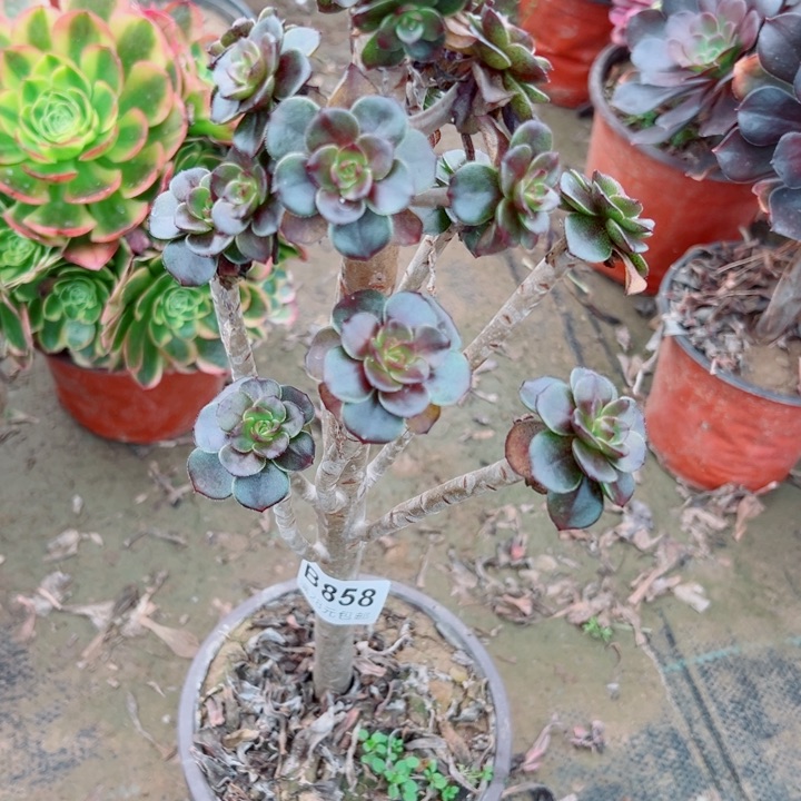 858灰豆多肉植物