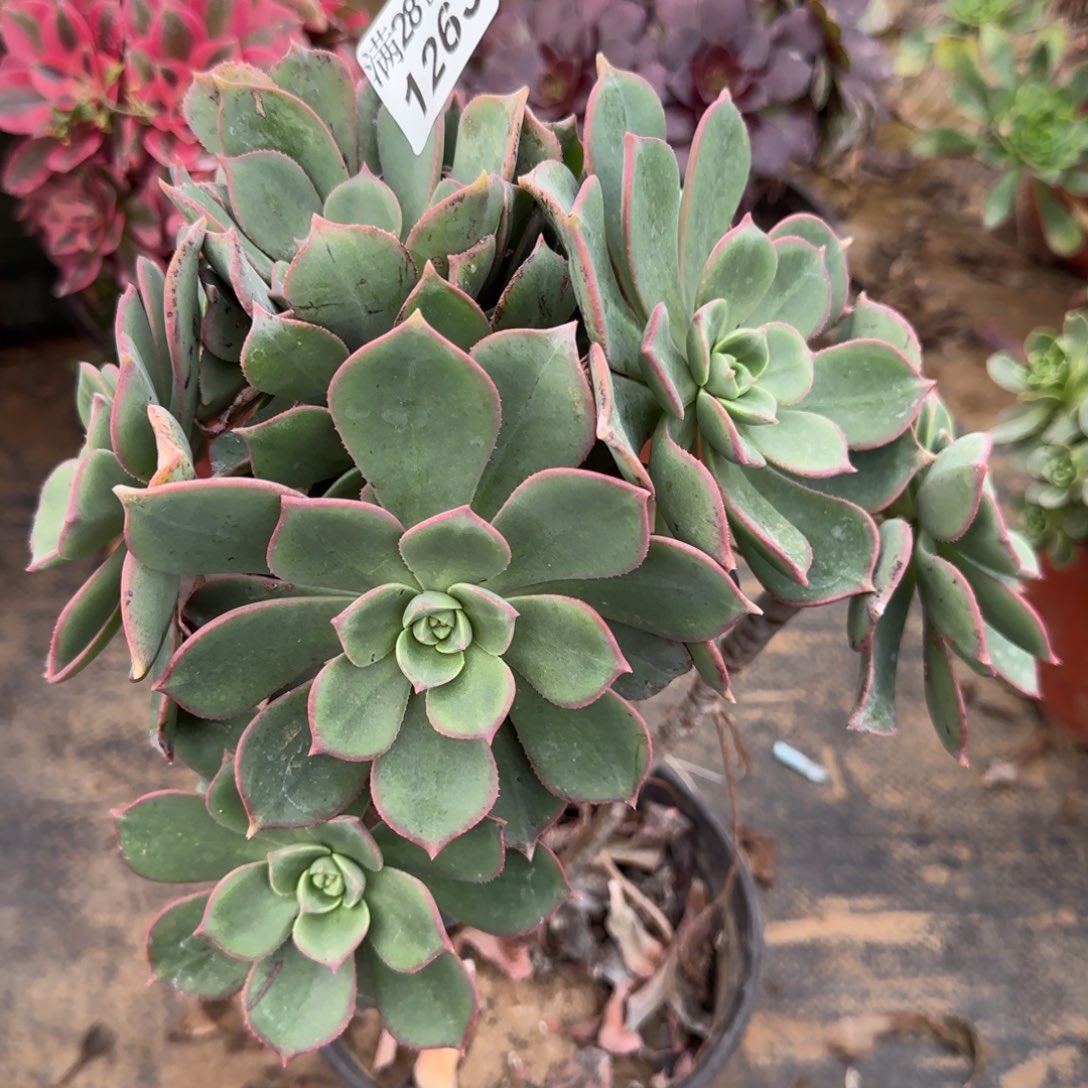 粉仙桃多肉1263满28包邮断枝不包