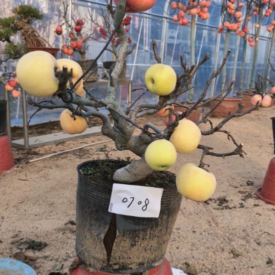无花朵游龙苹果盆景