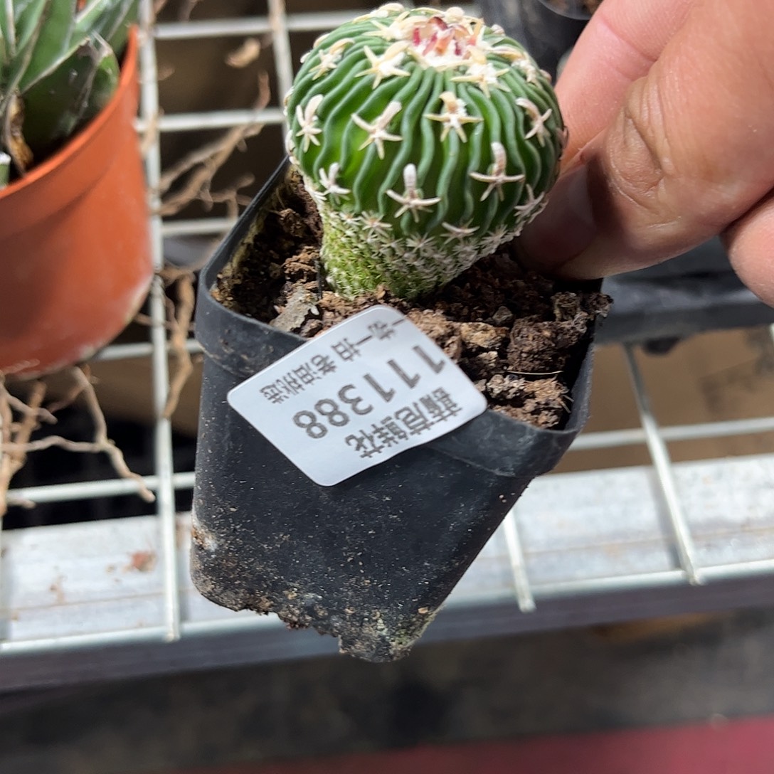 111388一物一拍单头