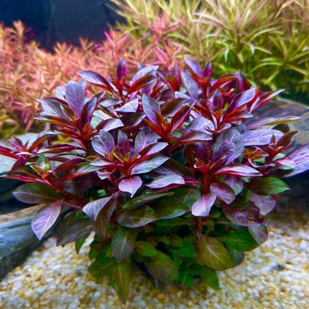 大叶紫红丁香坨草鱼缸造景水草