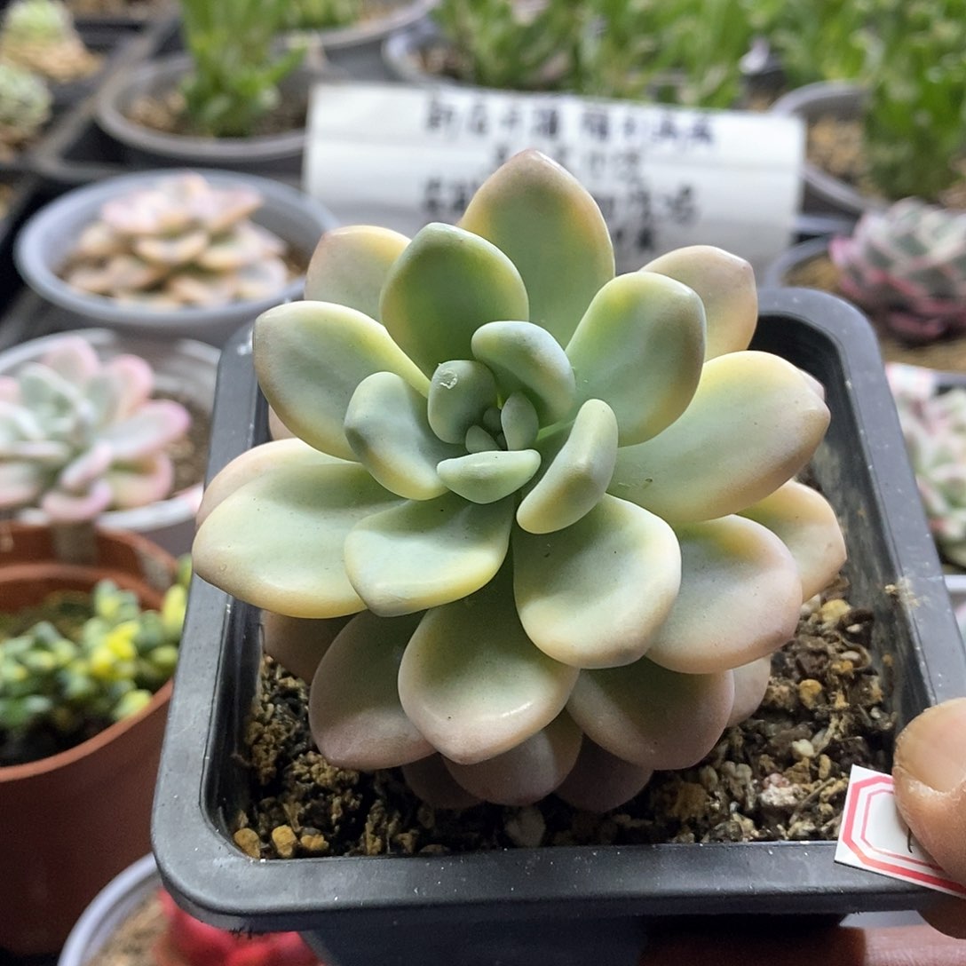 1765洛神锦多肉植物