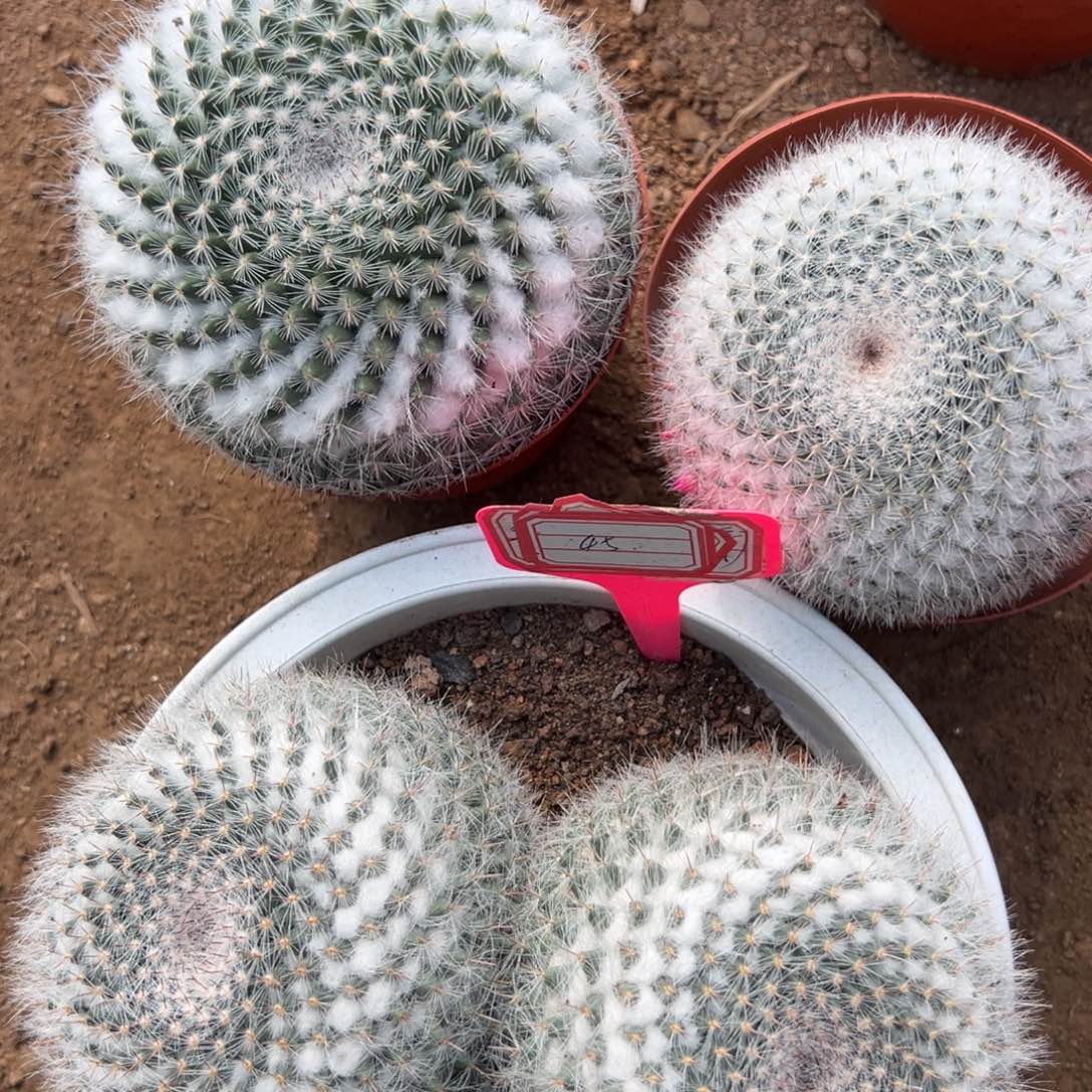 美***子零零落落 零零落落