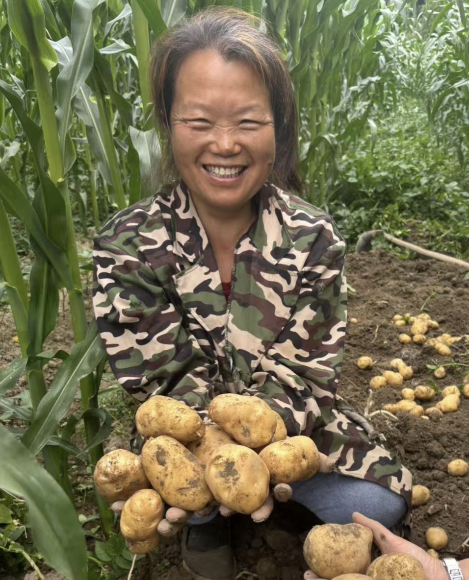 新鲜土豆黄心洋芋农家自种高山蔬菜恩施富硒土豆马铃薯包邮