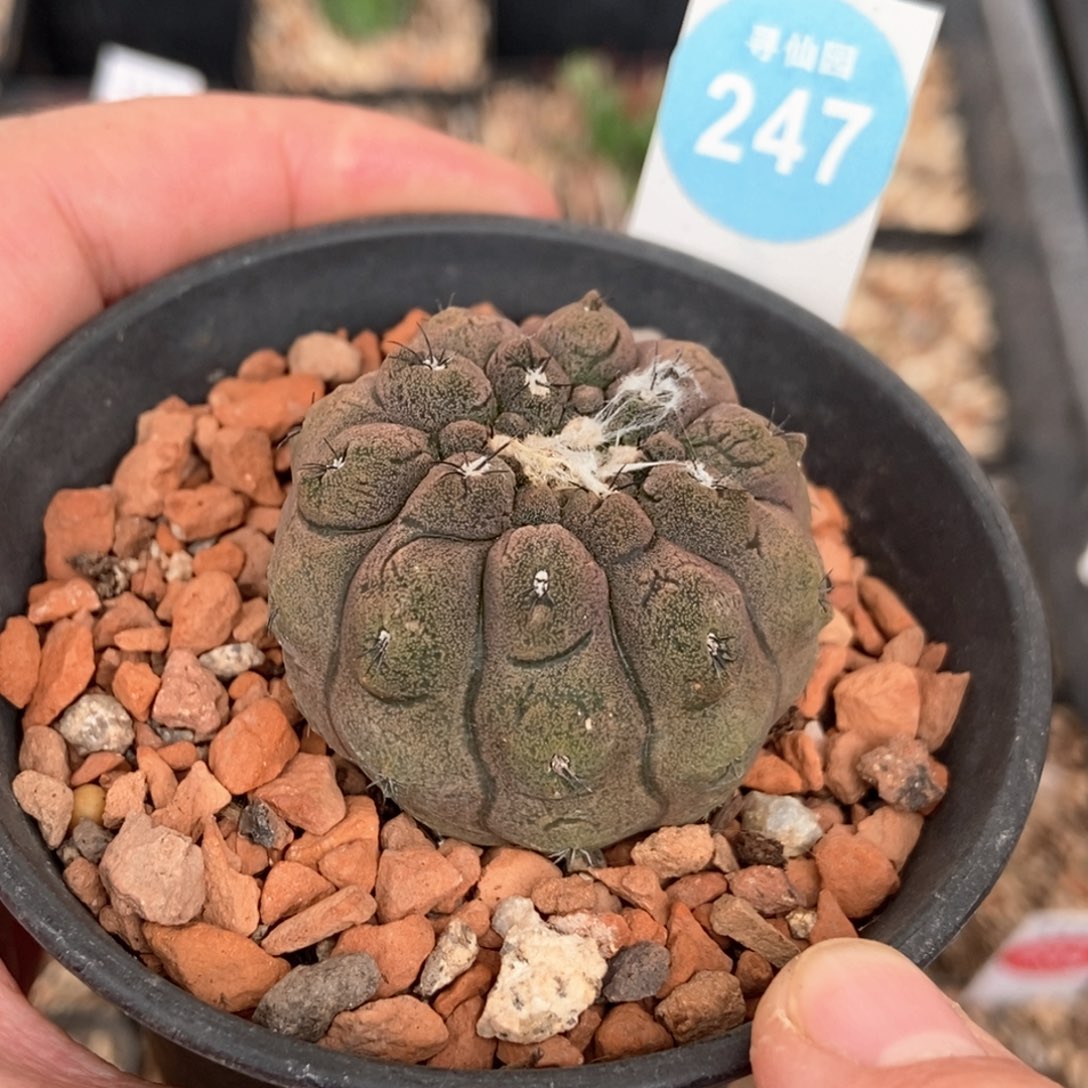 实生蜥蜴皮3.8cm