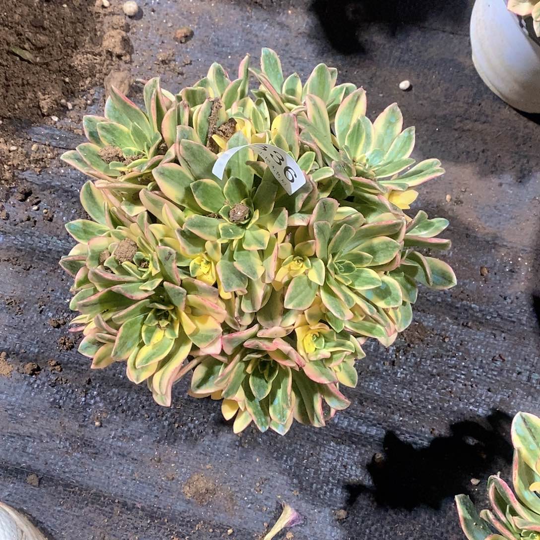 2336甜茶多肉法师锦