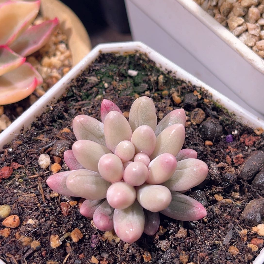 多肉特价婴儿手指锦