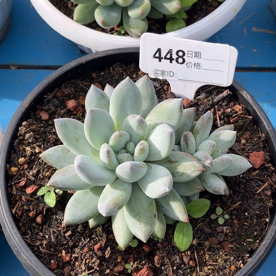 美人系多肉植物448