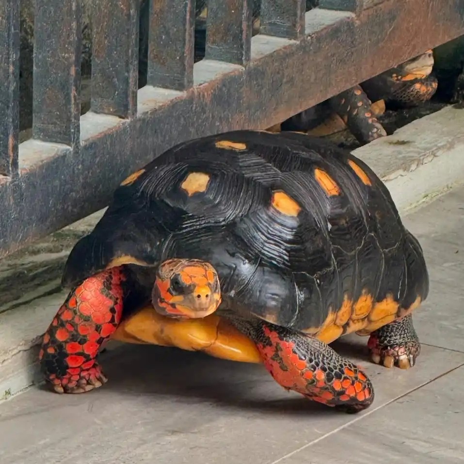 萌宠小乌龟另类宠物可爱龟龟吃菜龟龟陪伴小宠物