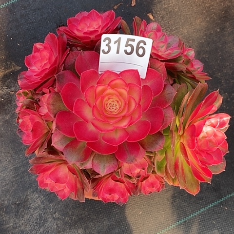 红陶3156荔枝冠18.28