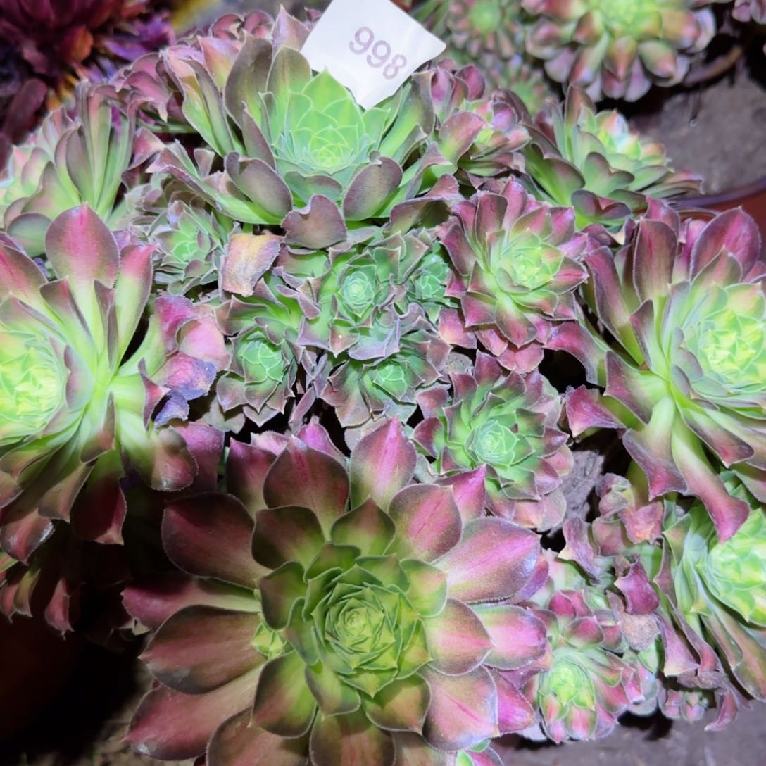 韶华法师多肉998