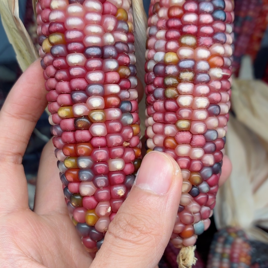 彤***^白玉菩提吊坠文玩精品文玩精品