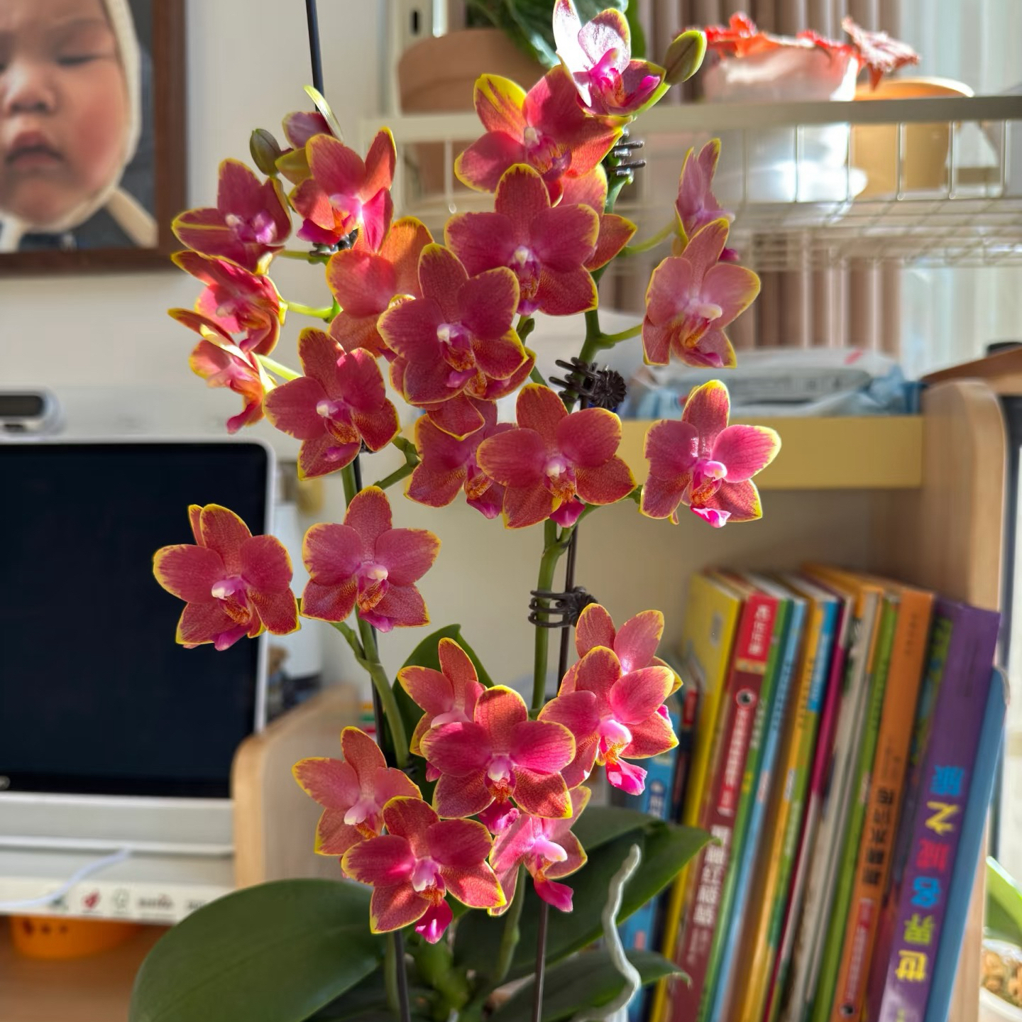 番茄蝴蝶兰年宵花变异种