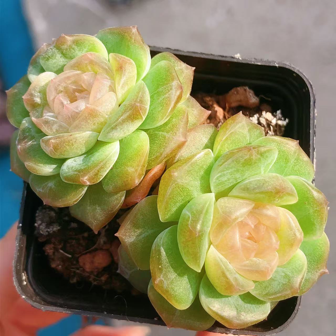 多肉植物   双头无尽灯一颗（尺寸4-5左右）全场满28包邮除偏远