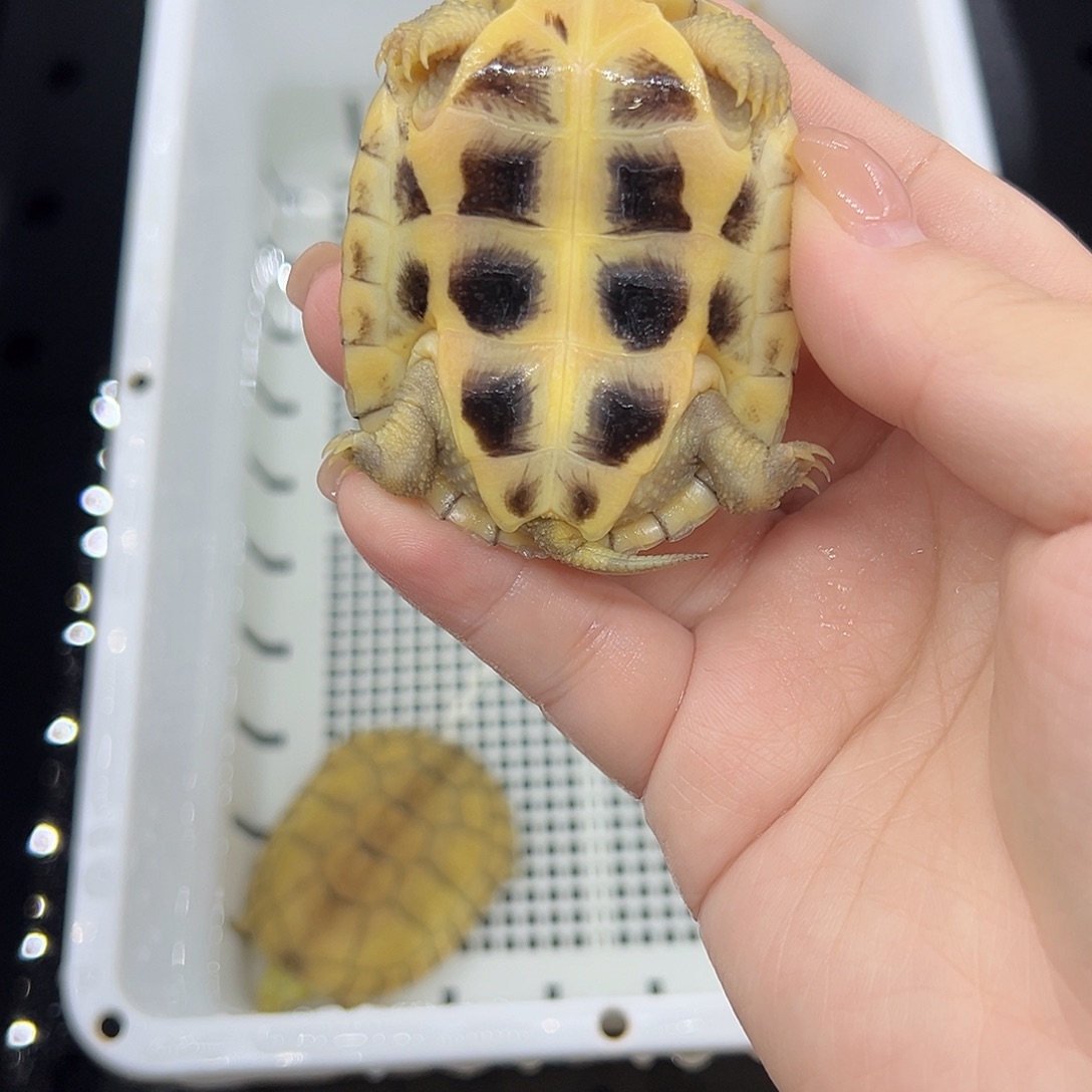 地***线宠物龟不分公母小青