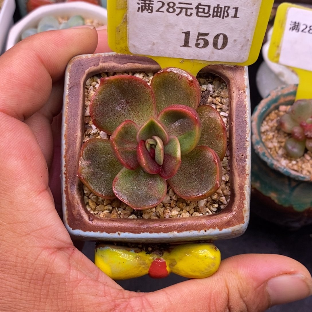 1150红灯锦福利…………